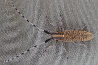Agapanthia villosoviridescens