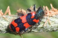 Trichodes alvearius