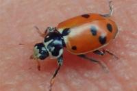 Hippodamia variegata