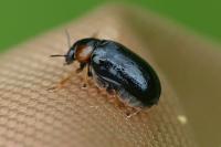 Smaragdina aurita