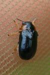 Smaragdina aurita