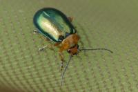Sermylassa halensis