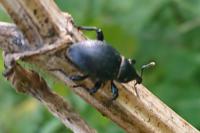 Liparus coronatus