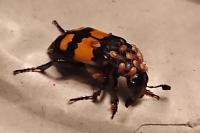 Nicrophorus vespilloides