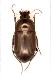 Amara ovata