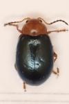 Podagrica fuscicornis