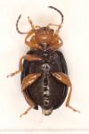 Podagrica fuscicornis
