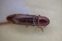 Stenagostus rhombeus
