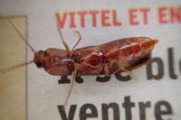 Stenagostus rhombeus