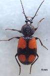Panagaeus bipustulatus