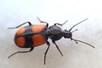 Panagaeus bipustulatus