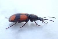 Panagaeus bipustulatus