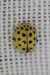 Psyllobora vigintiduopunctata