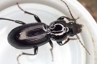 Pterostichus madidus