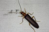 Nacerdes carniolica