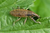 Lixus iridis
