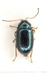 Crepidodera aurea