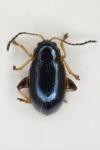 Aphthona nonstriata