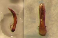 Crepidodera aurea