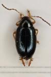 Psylliodes chrysocephala