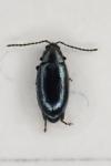 Phyllotreta consobrina