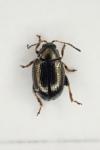 Chaetocnema concinna