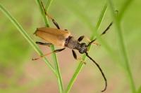 Stictoleptura rubra