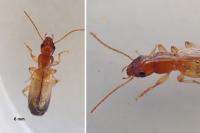 Paradromius linearis