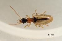 Demetrias atricapillus
