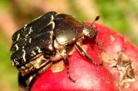 Cetonia aurata