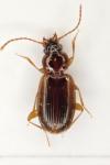 Trechus quadristriatus