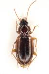 Trechus quadristriatus
