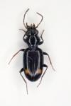 Bembidion azurescens