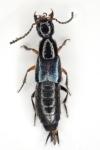 Philonthus rufimanus