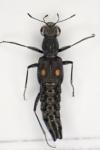 Stenus comma