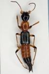 Paederus riparius