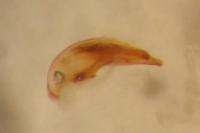 Trechus quadristriatus