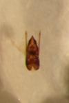 Stenus comma