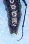 Stenus comma