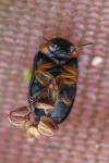 Smaragdina salicina