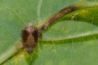 Orchestes quercus