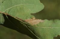 Orchestes quercus