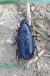 Zabrus tenebrioides