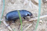 Zabrus tenebrioides
