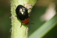 Podagrica fuscipes