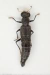 Stenus tarsalis