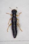 Stenus flavipes