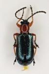 Oulema melanopus