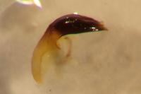 Oulema melanopus