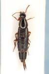 Quedius semiobscurus